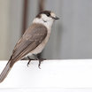 Gray Jay